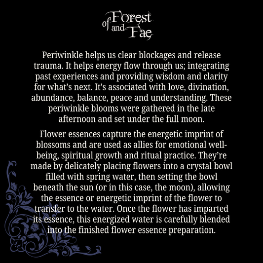 Energy Flow • Periwinkle Flower Essence