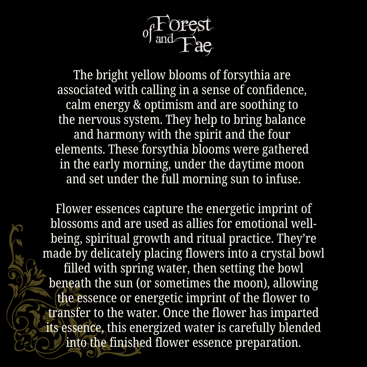 Optimism • Forsythia Flower Essence